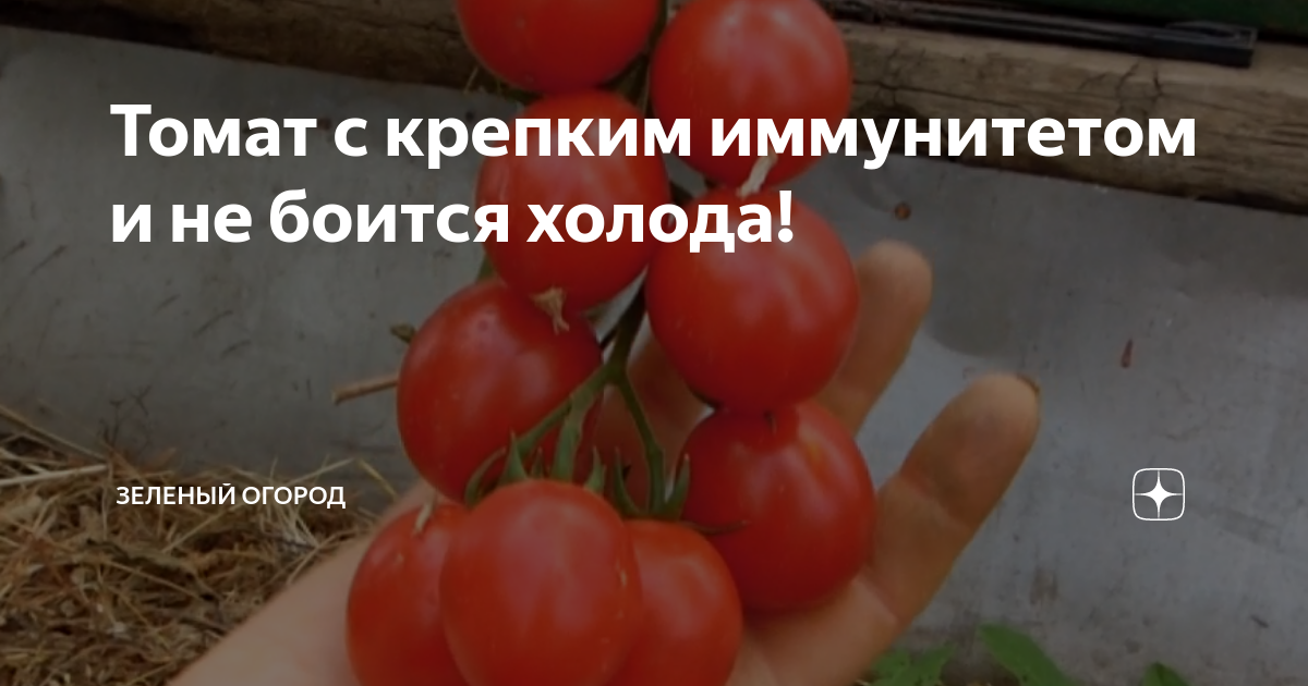 Томат с крепким иммунитетом и не боится холода! | Зеленый Огород | Дзен