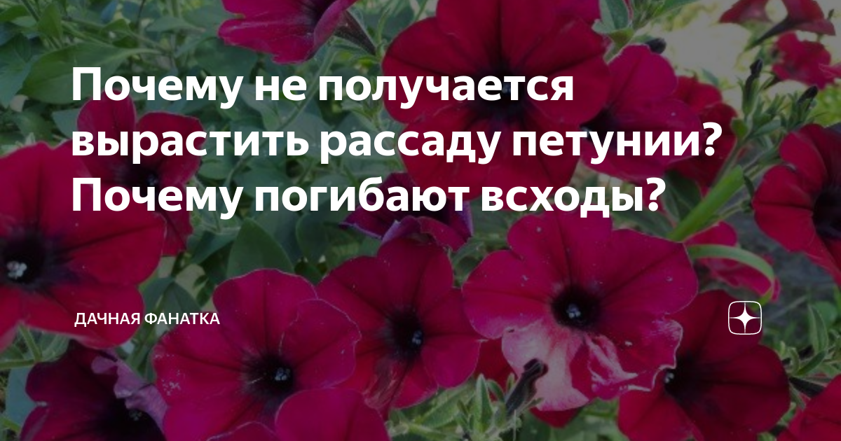 рассада петунии не растет что делать