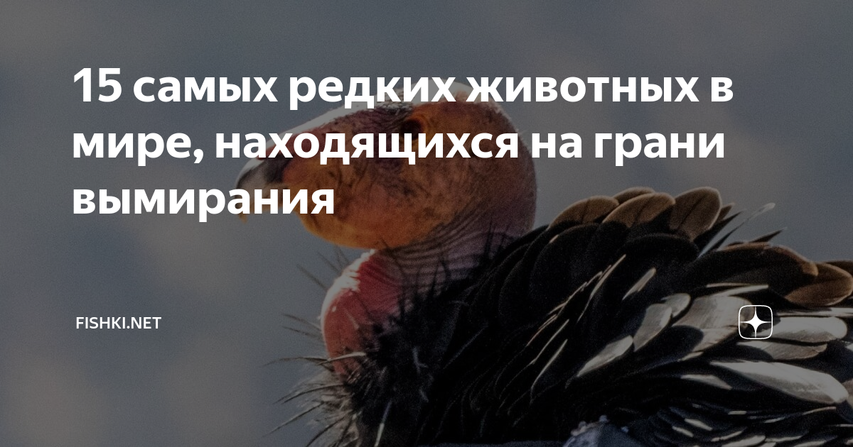 15 самых редких животных в мире, находящихся на грани вымирания ...