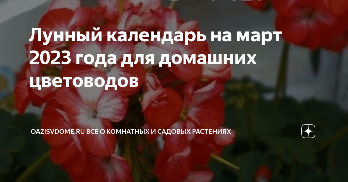 Календарь посадки комнатных растений на март. Календарь пересадки комнатных цветов. Благоприятные дни для пересадки комнатных растений в марте. Лунный календарь пересадки комнатных растений на март 2023. Лунный календарь пересадки комнатных растений на 2023 год.