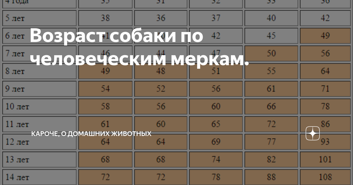 Возраст собаки по человеческим меркам таблица джек рассел 57 фото