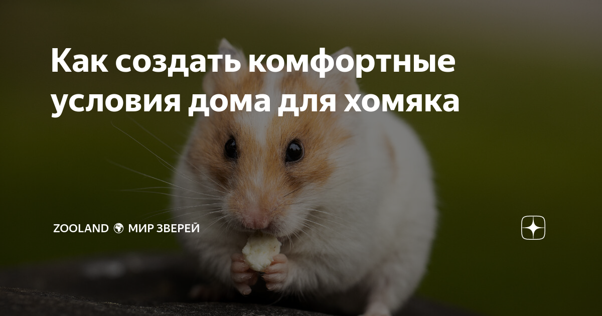 5-недельный план: как обласкать хомяка и избежать укусов