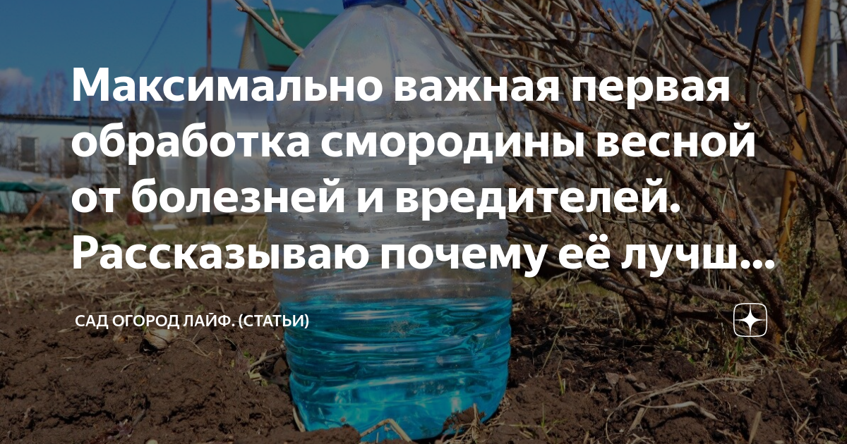 Чем обработать смородину после. Когда весной надо обрабатывать смородину. Чем лучше обработать смородину. Чем обработать смородину весной. Обработка клубники весной от болезней и вредителей ранней весной.