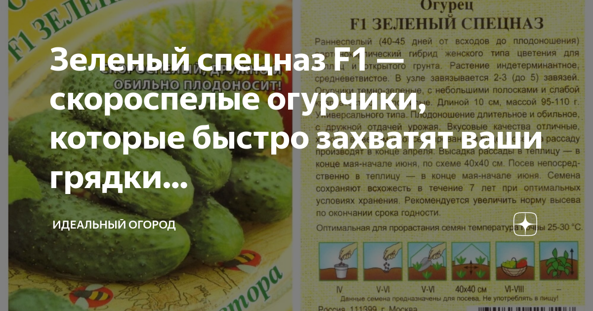 Огурец зеленый спецназ описание сорта фото отзывы Семена Огурец Зеленый спецназ F1, 10шт, Гавриш, от автора (2 уп) 110159645295 за