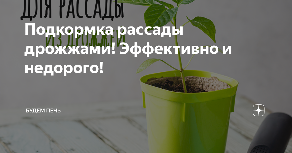 Как развести дрожжи для подкормки рассады