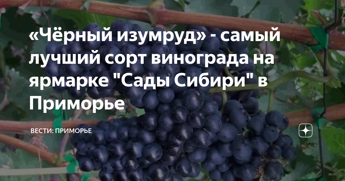 Виноград плодовый "Таежный изумруд"