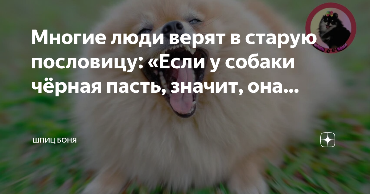 Что означает пасти. Шпиц с человеком. Шпиц Боня. Щенки Медведева шпица. Метят ли Шпицы кобели.