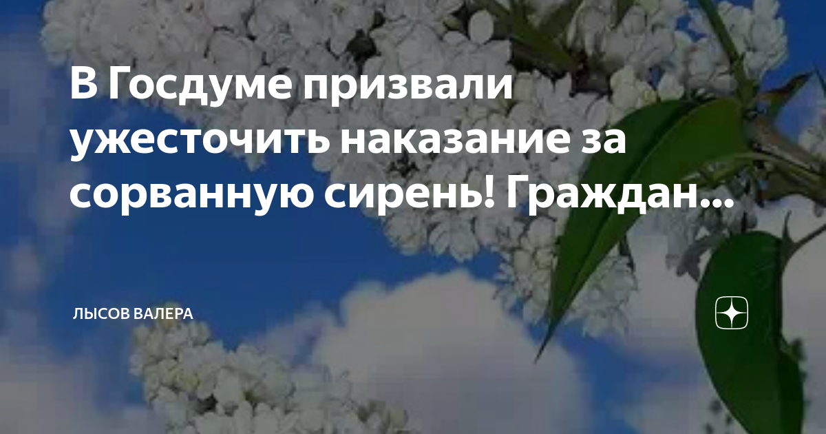 Штраф за сирень. Сорванная сирень. В Госдуме призвали ужесточить наказание за сорванную сирень.. Срывает сирень. Люди срывают сирень.