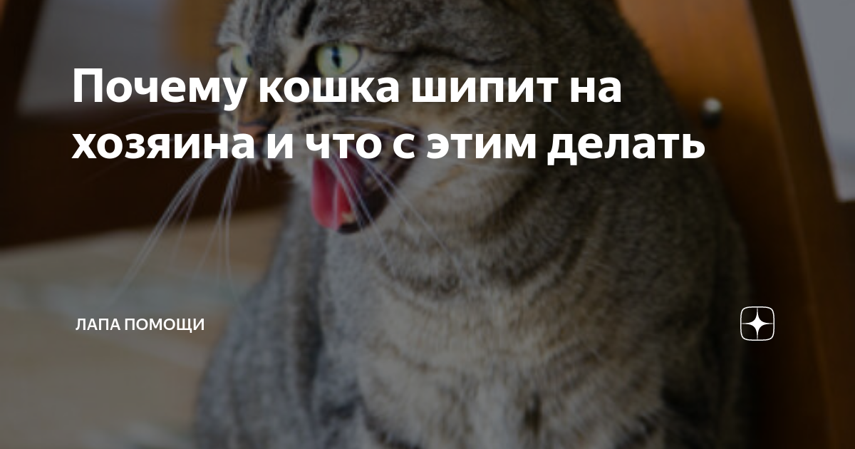 Шипит кот причины. Дневник кота один день из жизни. Почему кошки шипят. Кошка шипит на хозяина.