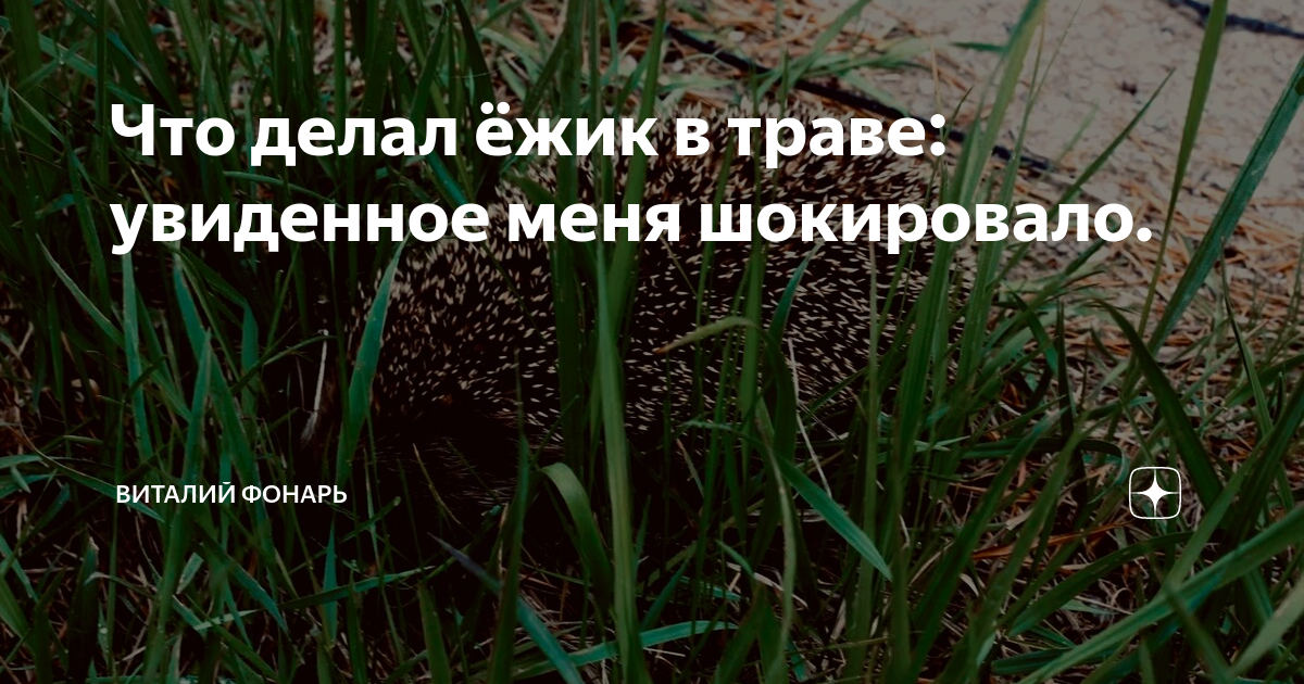 как хорошо летом в лесу в траве шуршит ежик