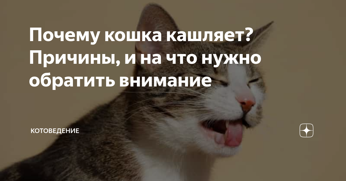 может ли кошка кашлять от глистов
