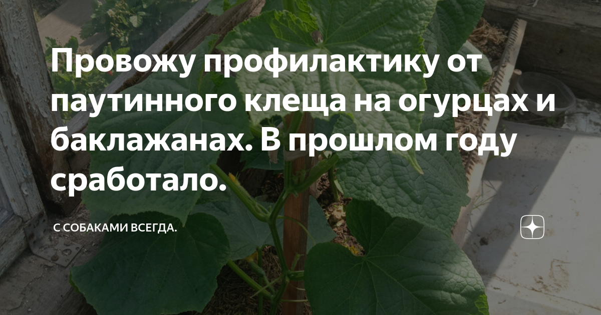Провожу профилактику от паутинного клеща на огурцах и баклажанах. В ...