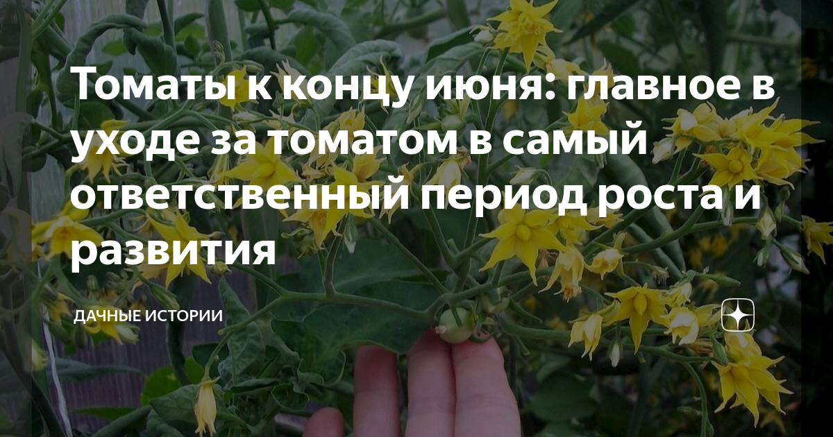 Огородники план рассказа