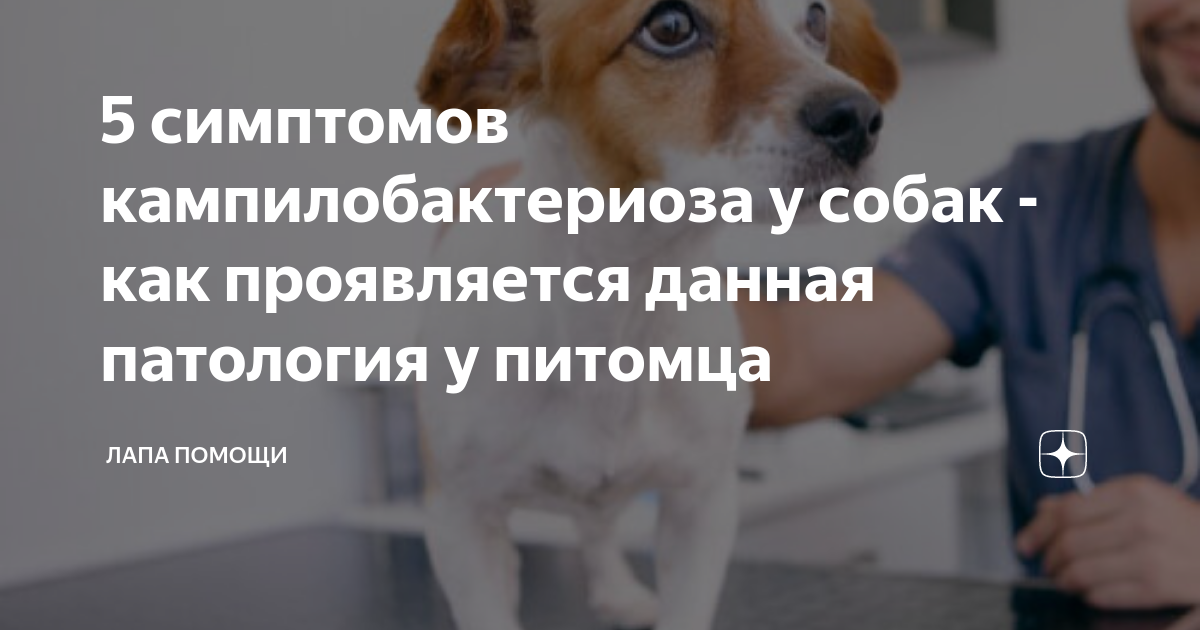 Кампилобактериоз у собак лечение