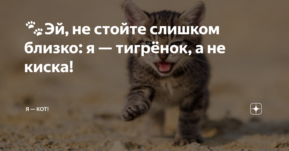 Маруся🐈Эй, не стойте слишком близко — Я тигрёнок, а не киска🐈