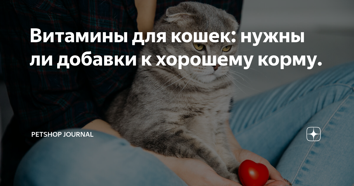 Витамины для кошек: нужны ли добавки к хорошему корму. | Petshop ...