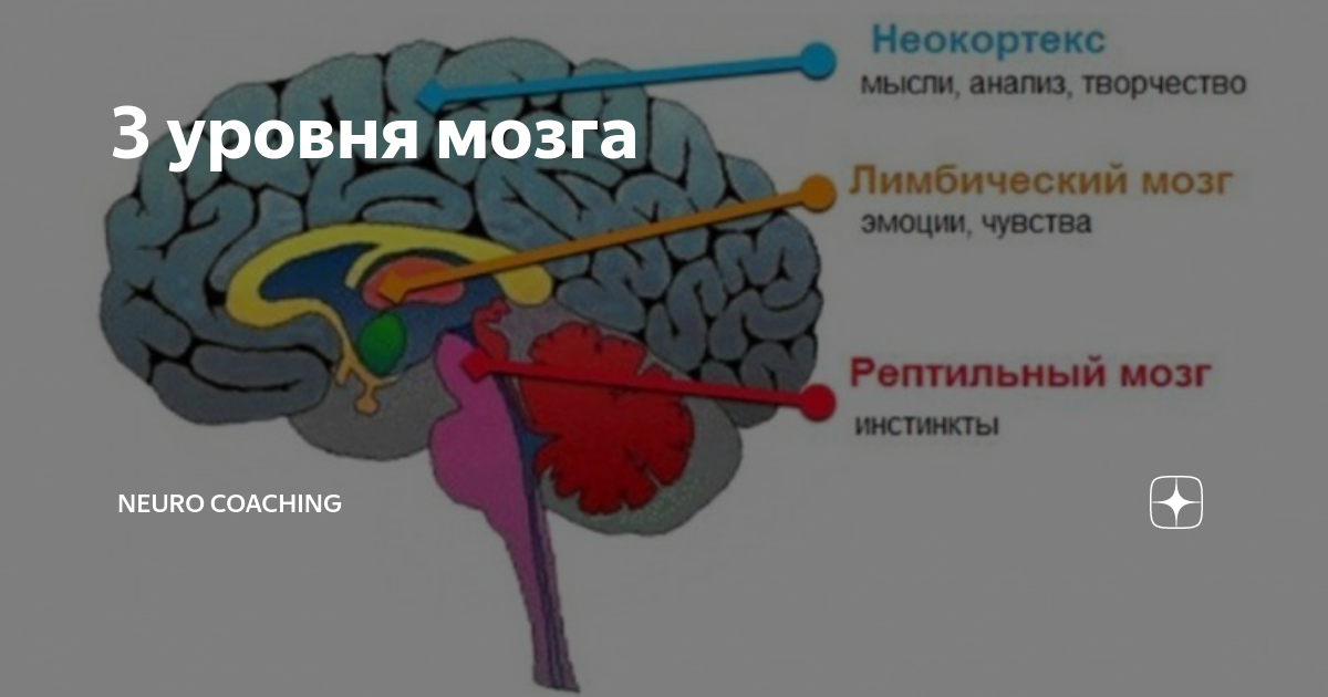 110 уровень brain