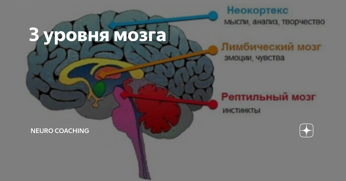 267 уровень brain