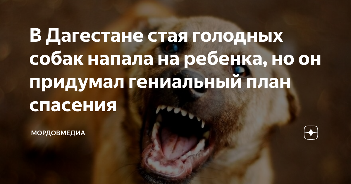высказываниямо собаках. если ты подберешь голодную собаку. если вы подберете голодную собаку. смешные картинки с комментариями. если ты подберешь голодную собаку.