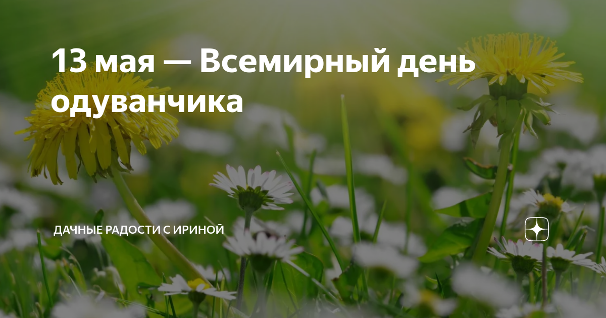 13 мая всемирный день одуванчика картинки прикольные с надписями