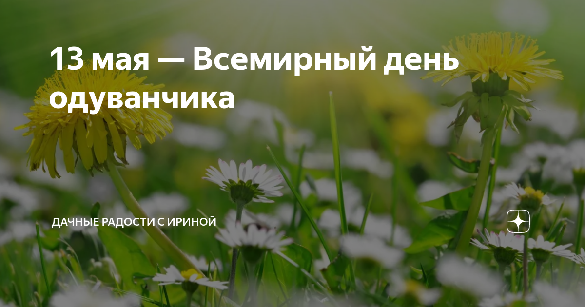 Всемирный день одуванчика картинки