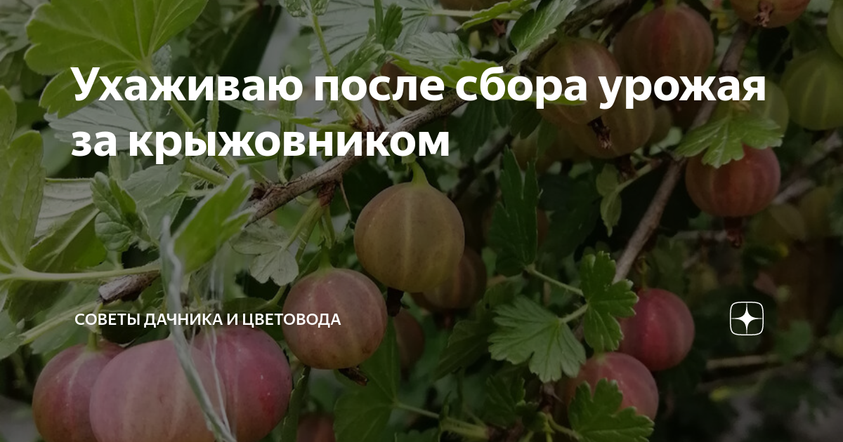 как правильно ухаживать за комнатной розой