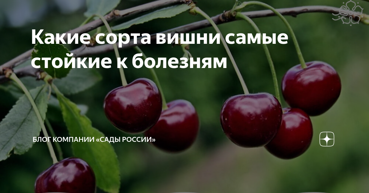 Сорта вишни для подмосковья самоопыляемые устойчивые. Сорта вишни для Подмосковья устойчивые. Сорта вишни для Сибири. Черешня сорт Гедельфинген. Самоопыляемые вишни для Подмосковья.