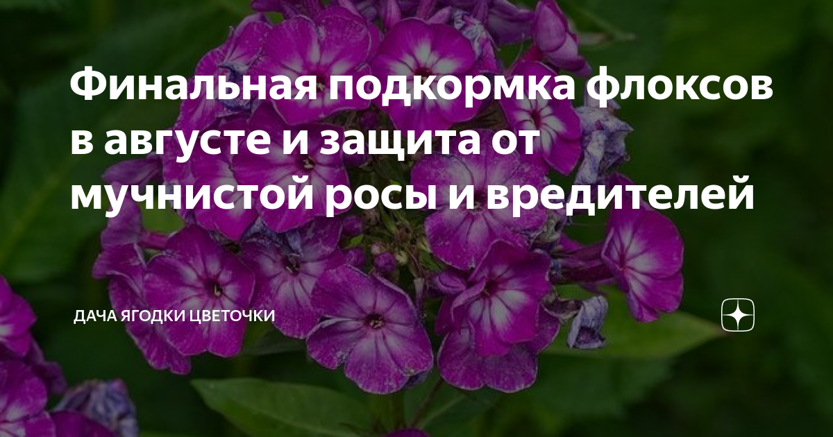 Подкормка флоксов в июне. Пеларгонии в открытый грунт. Пеларгония высадка в открытый грунт. Подкормка флоксов. Когда можно высаживать пеларгонию в открытый грунт весной.