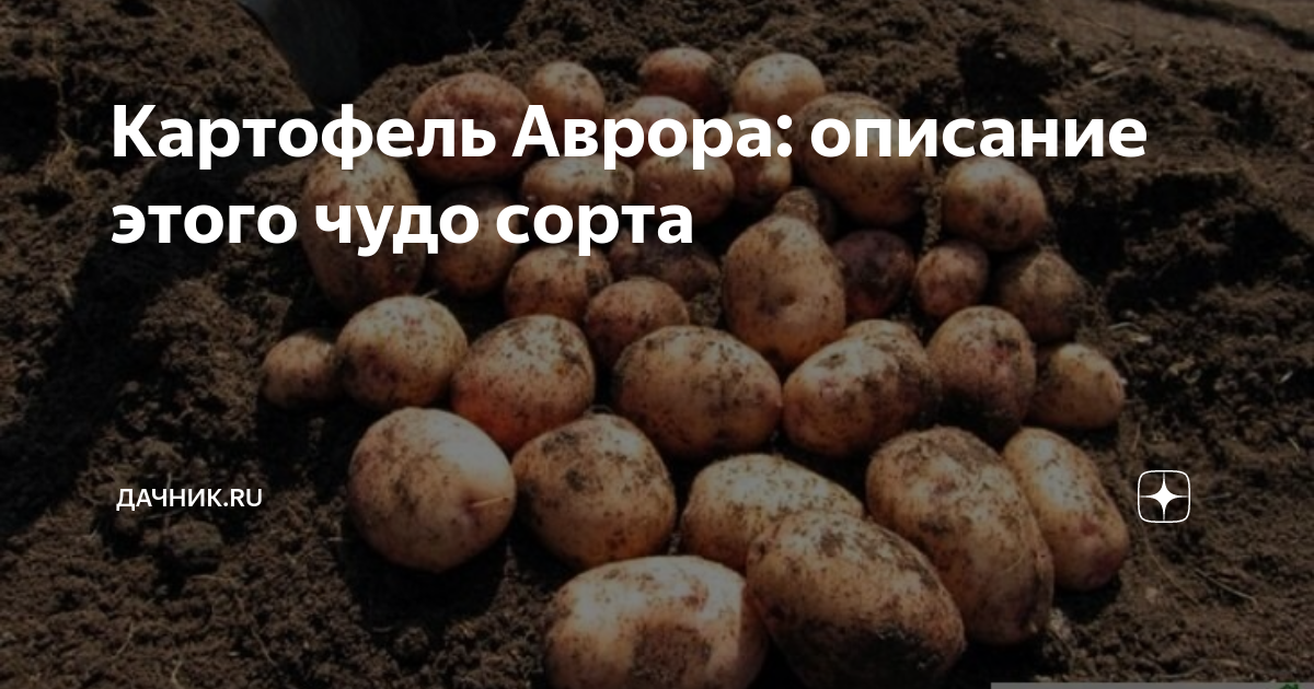 Картофель аврора описание сорта фото - Arhids.ru