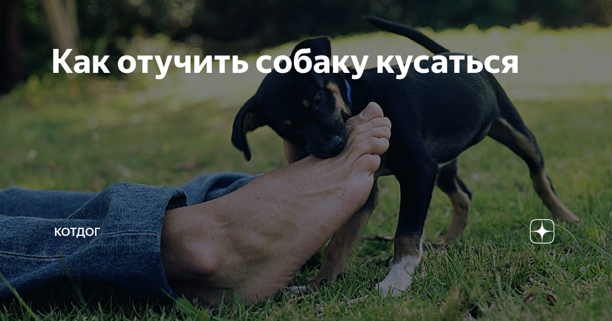 Отучить щенка кусаться за руки и ноги