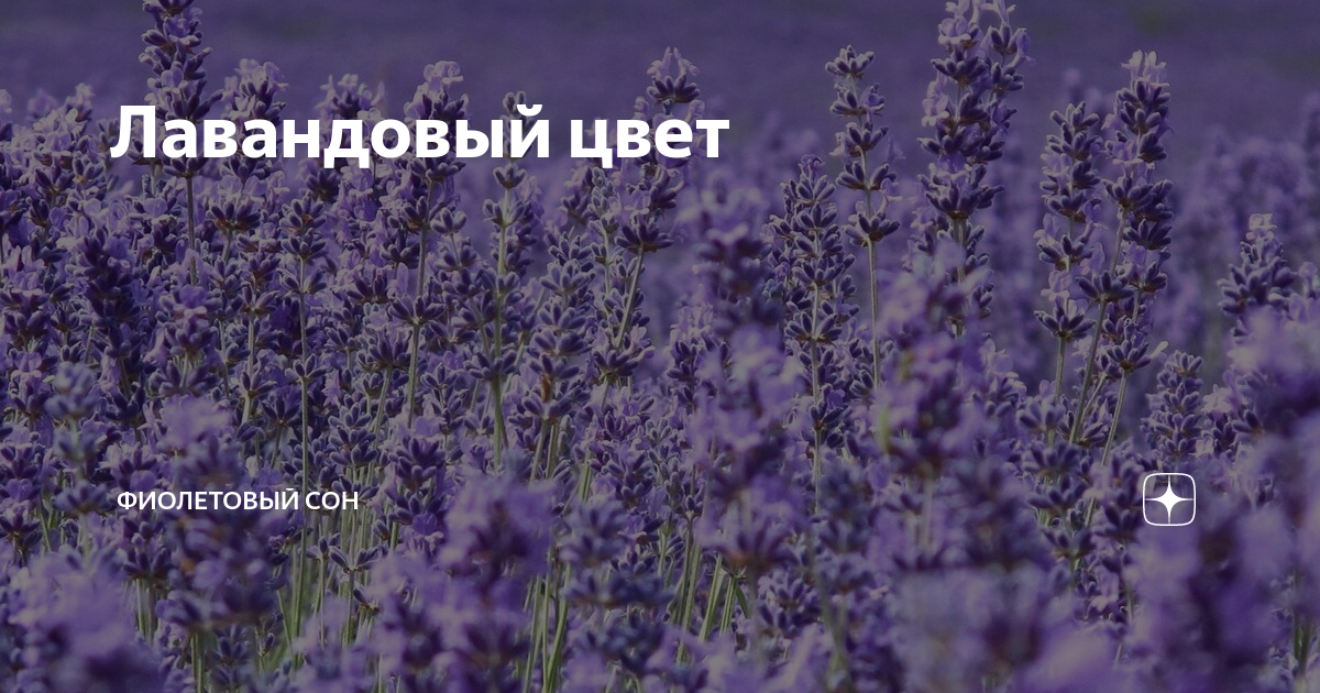 Фиолетовый видящий. Вижу фиолетовые сны. Сиреневый сон юмор. Песня про фиолетовые цветы 2018