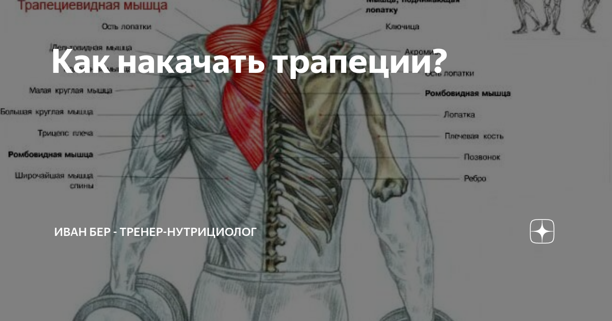 Как накачать трапециевидную мышцу. Как накачать трапециевидную мышцу