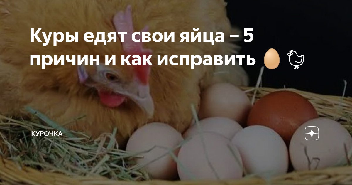 10 способов отучить кур клевать свои яйца и съедать их 🥚🐔🤔