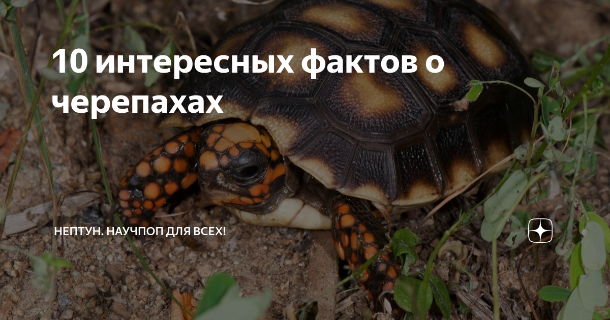 Первый раз увидели хвост у черепахи! Фото и интересные факты