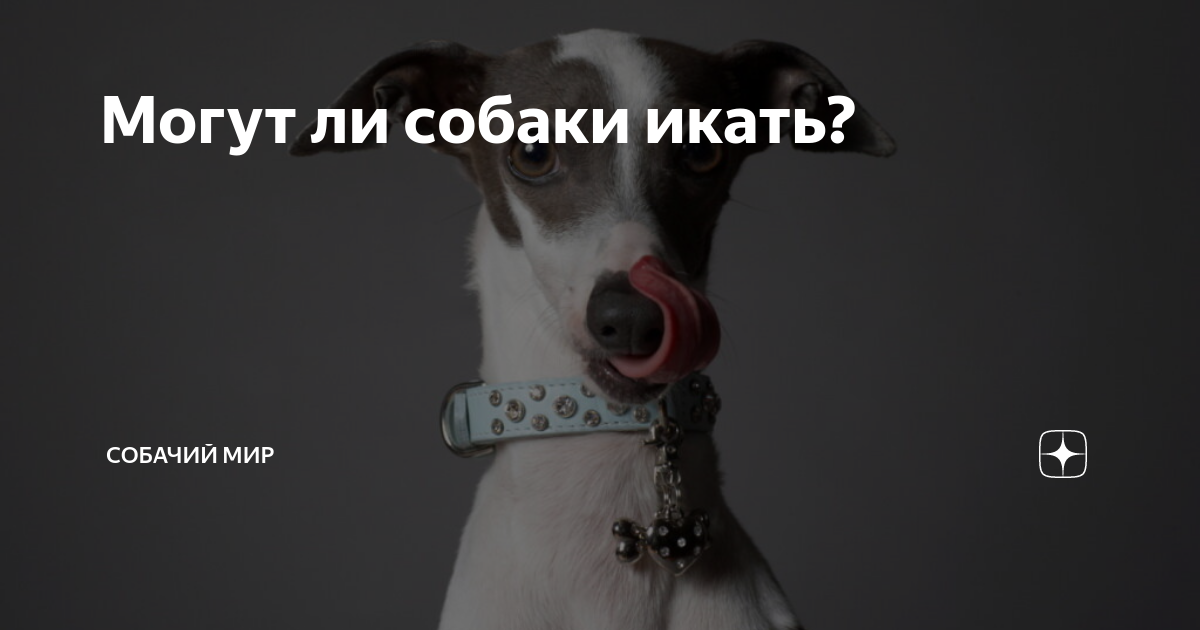 Почему Собака Икает? Икота у Щенков. Что делать?