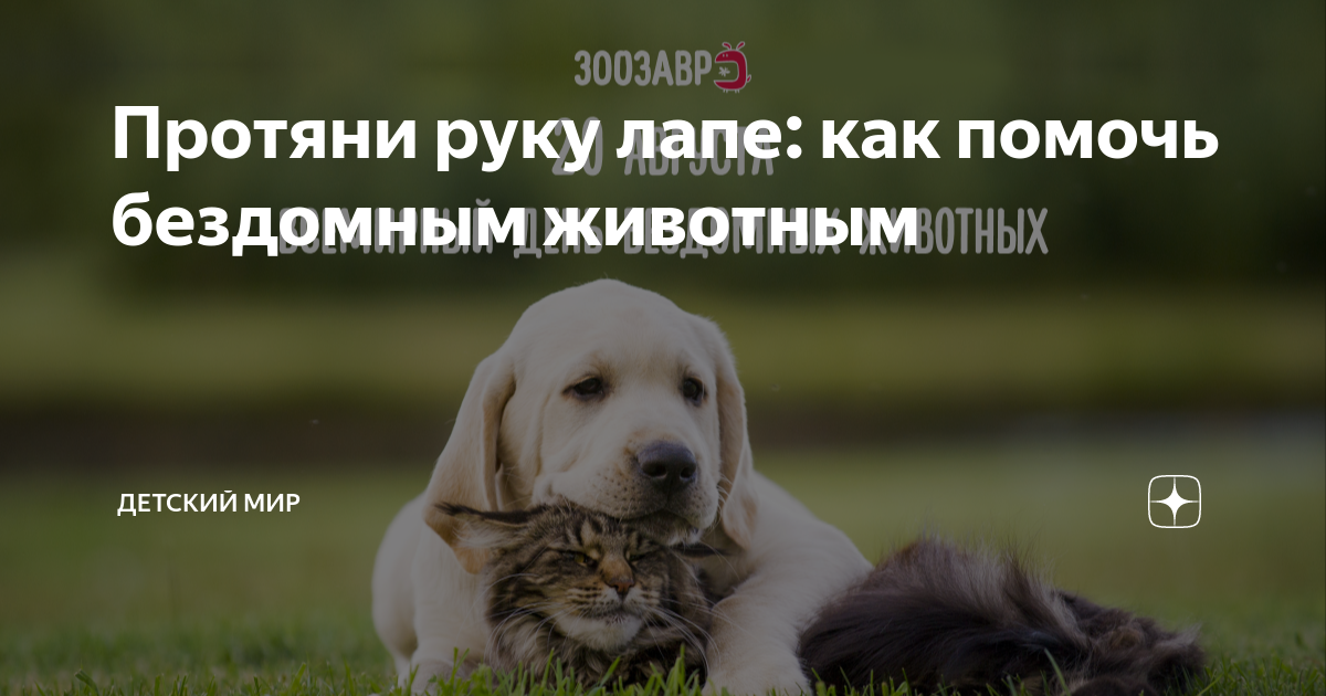 Акция «Не тайный Санта» и подарки бездомным животным: социальные проекты недели