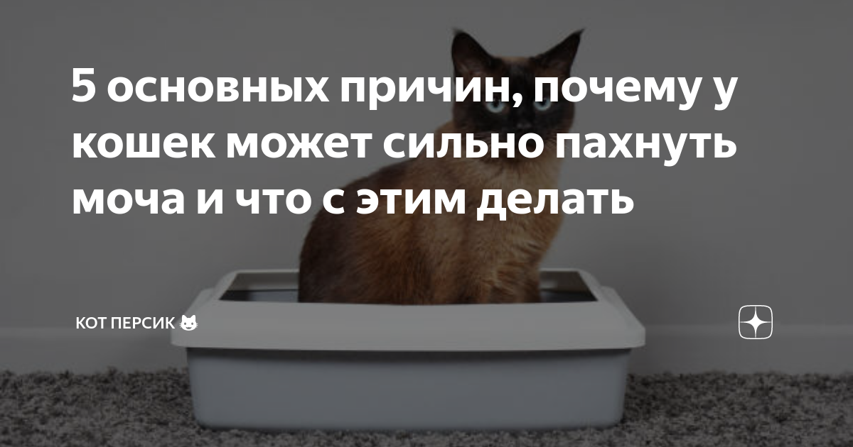 У кота вонючая моча