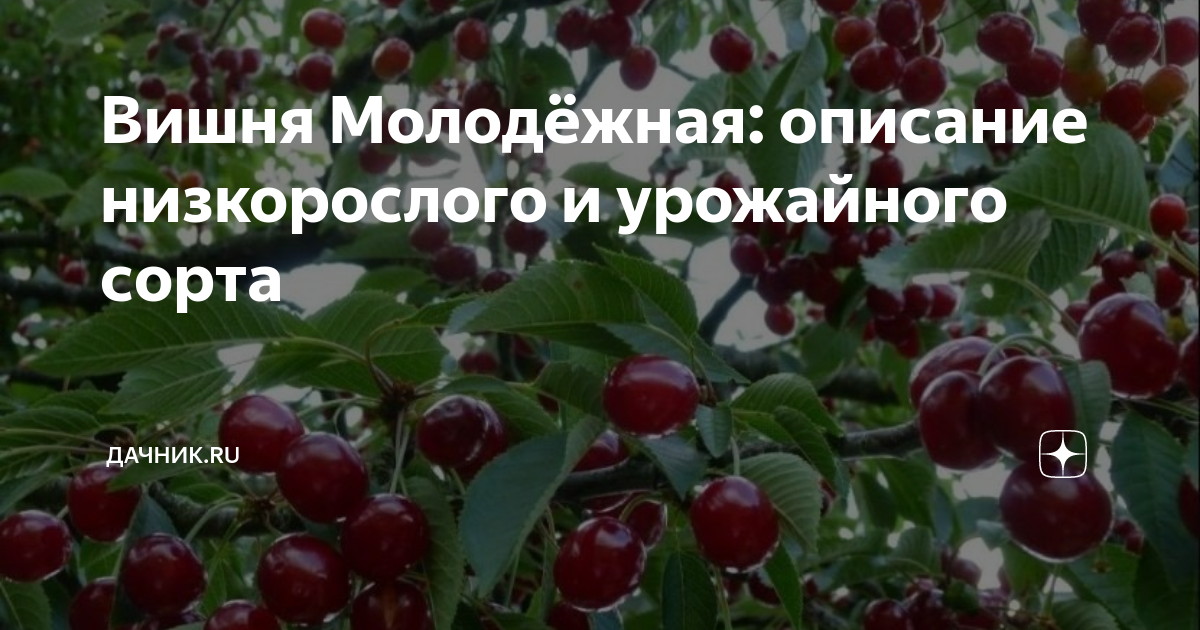 Вишня молодежная описание фото отзывы