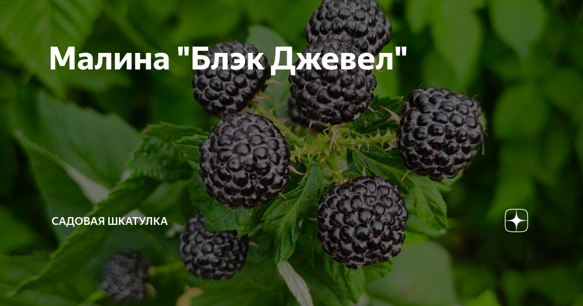 Малина чёрная - купить в Угличе, цена 300 руб., дата размещения: 22.06.2023 - Ра