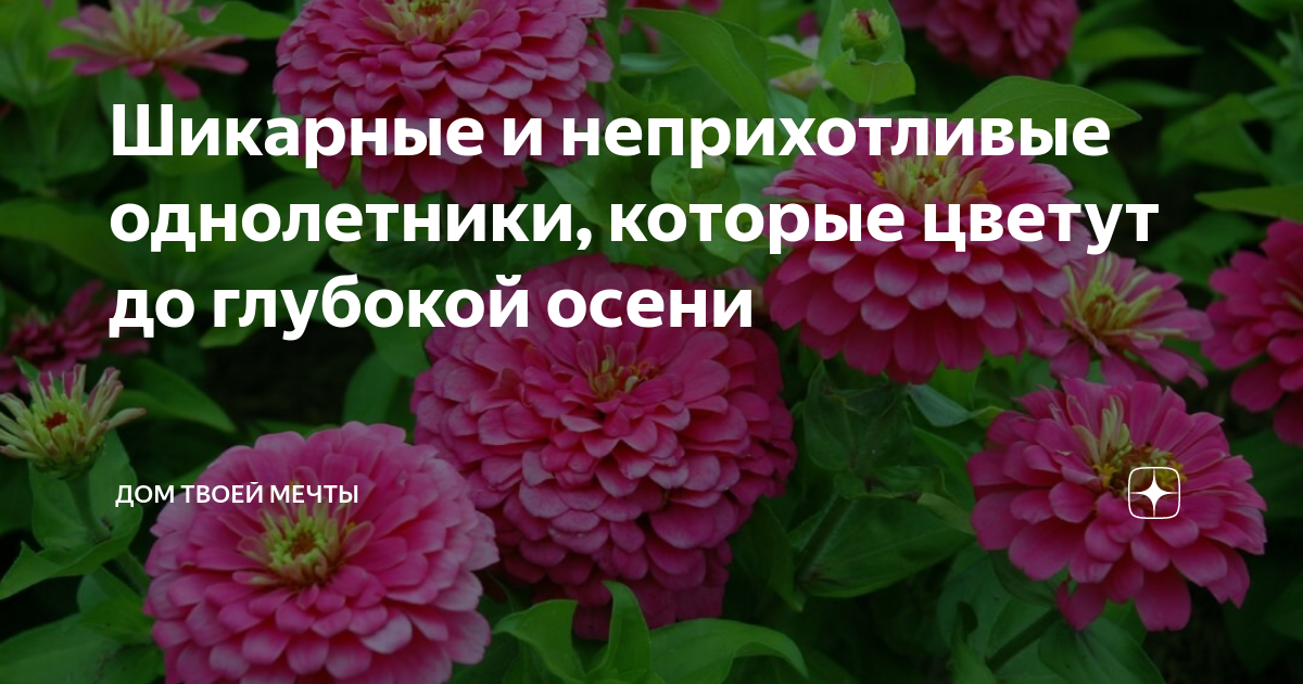 Однолетники которые цветут все лето названия и фото