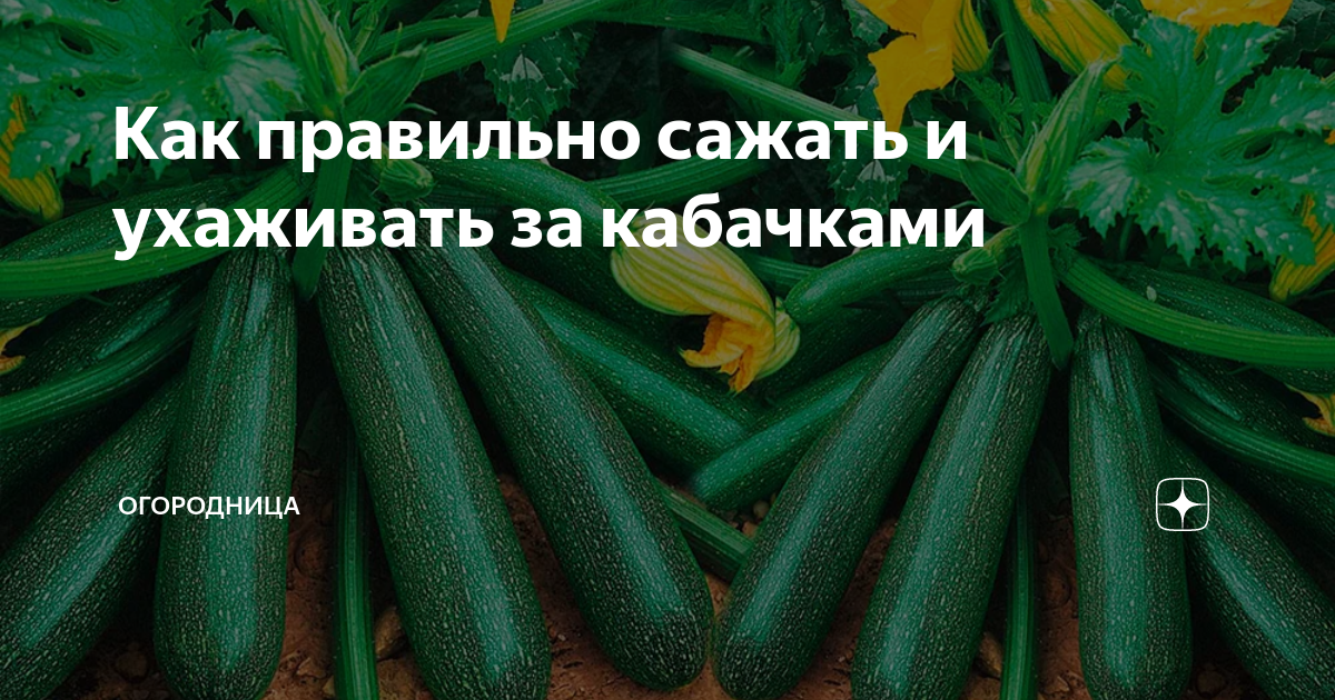 Полив и его особенности