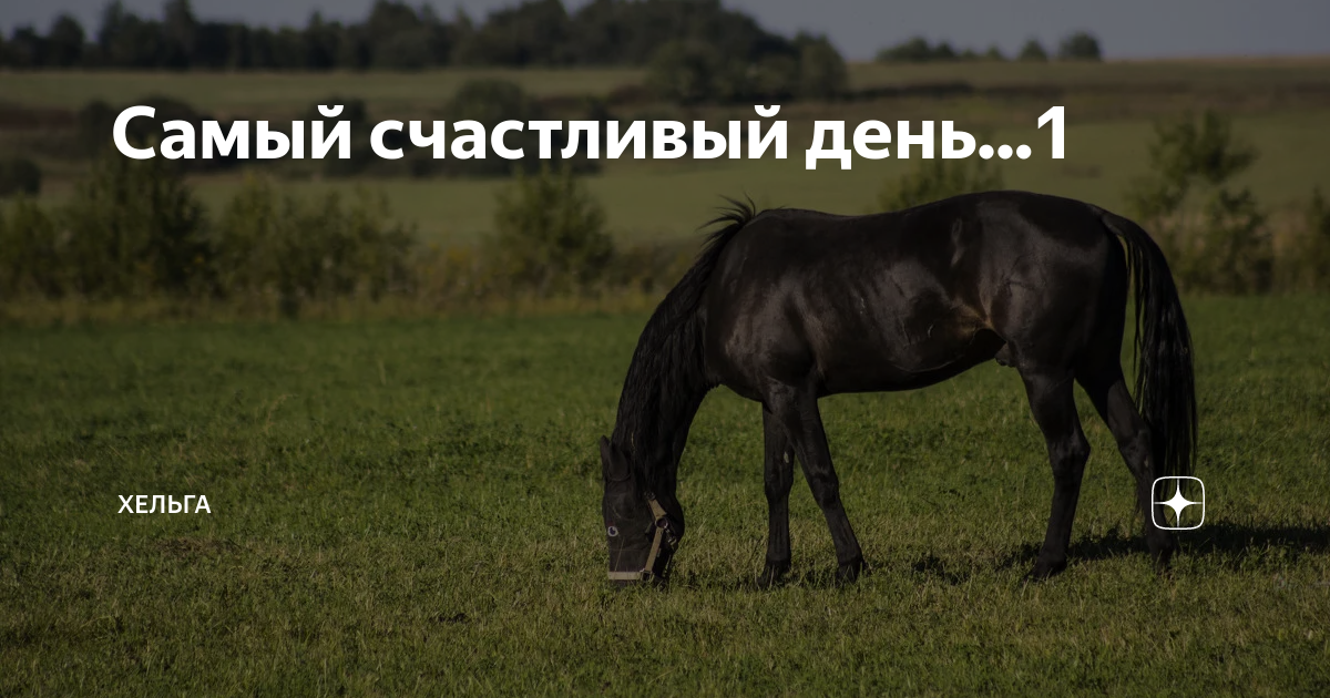 Самый счастливый день...1 | Хельга | Дзен