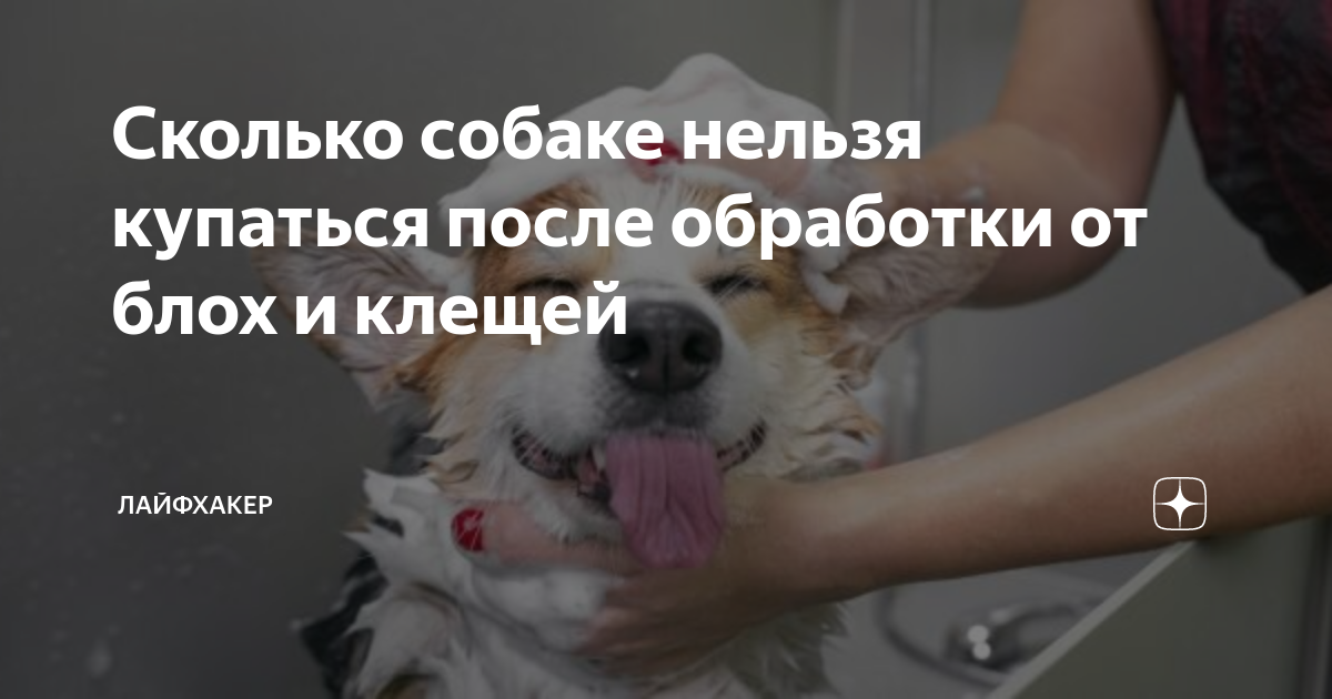 Сколько собаке нельзя купаться после обработки от блох и клещей ...