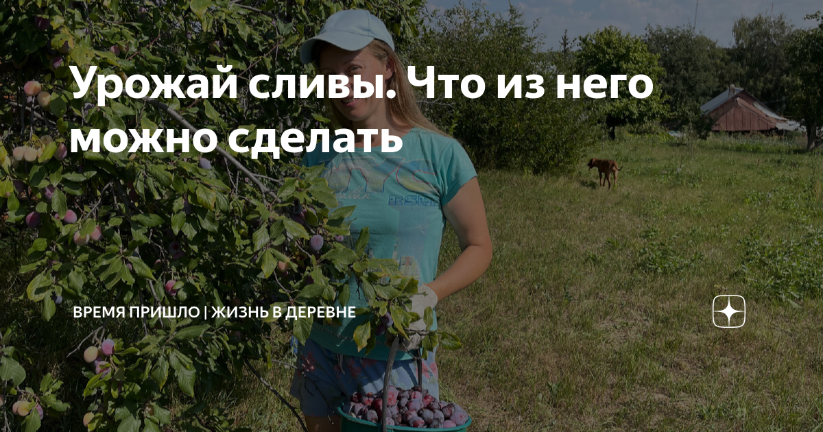 Привет мир жизнь в деревне дзен последнее. Жизнь в приволжской деревне дзен. как ухаживать за малиной.