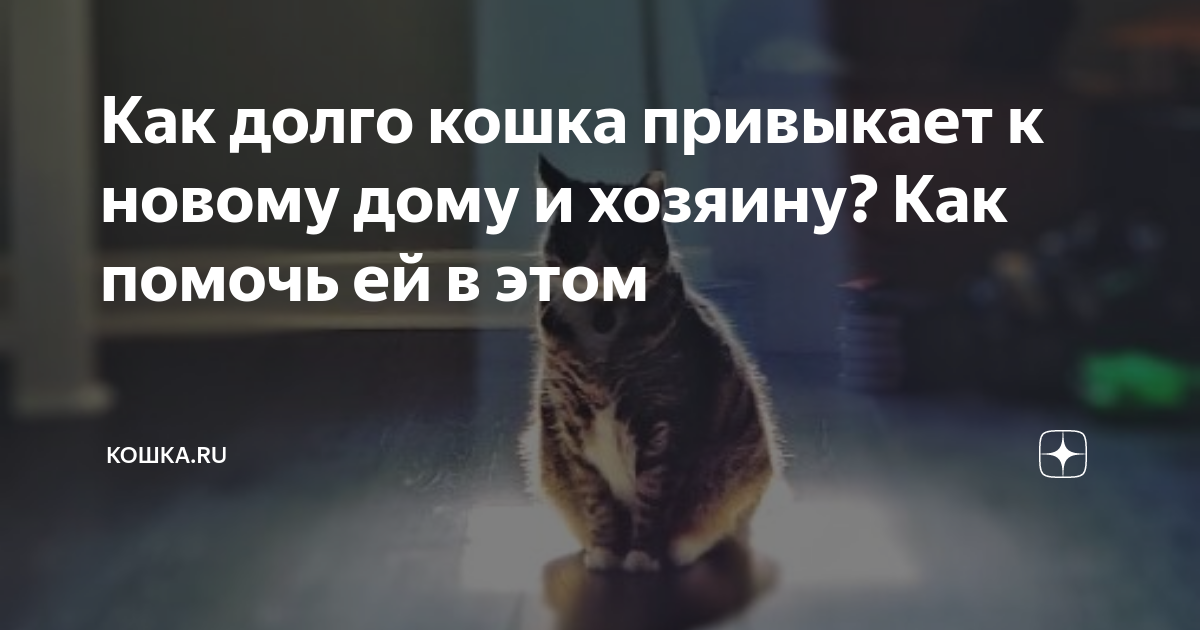 Как долго кошка привыкает к новому дому и хозяину? Как помочь ей в этом |  Кошка.ru | Дзен