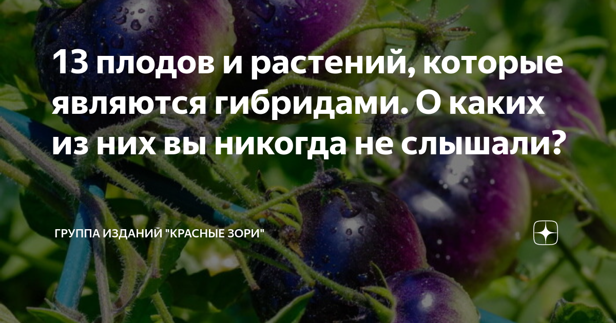Сентябрь без плодов не бывает составить