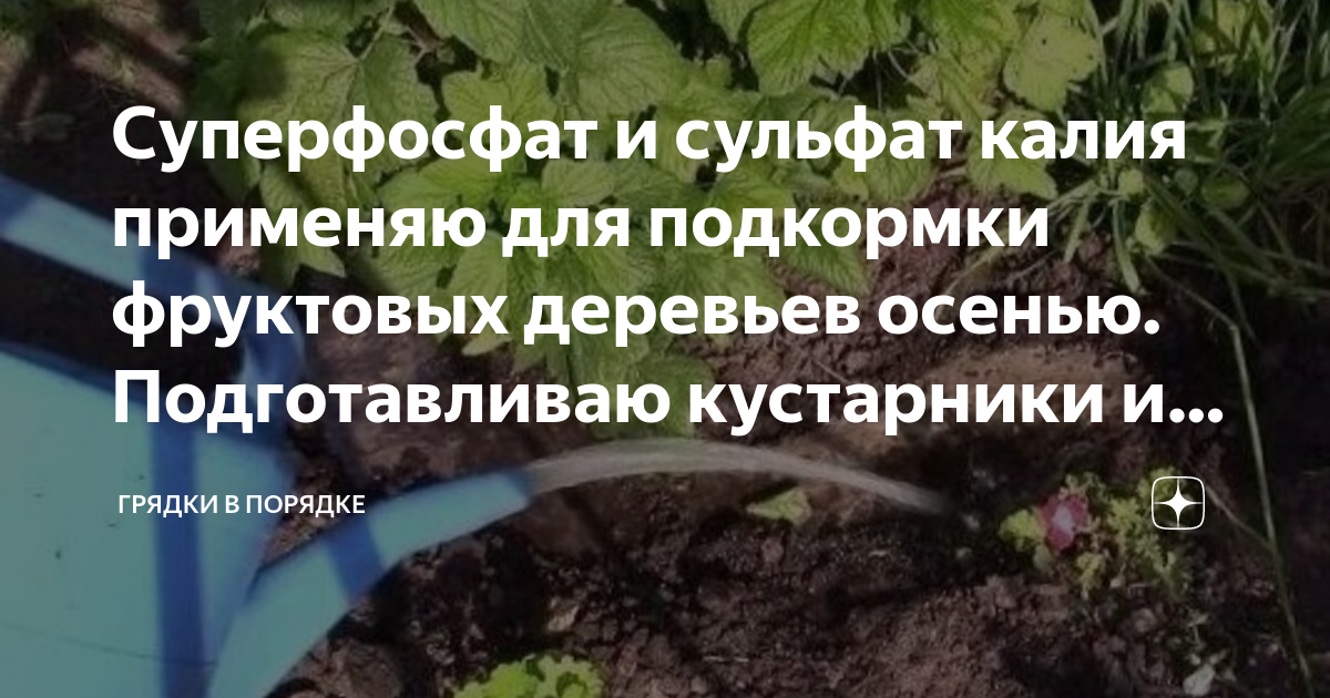 Суперфосфат и сульфат калия применяю для подкормки фруктовых деревьев ...