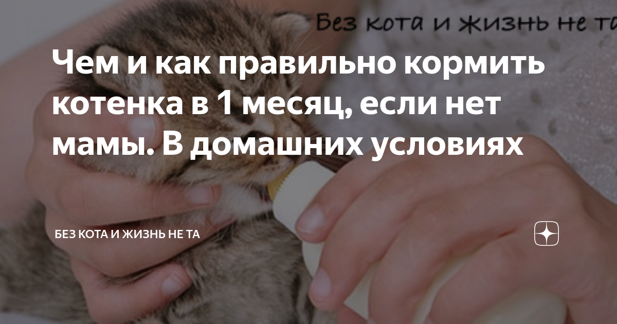 Чем и как правильно кормить котенка в 1 месяц, если нет мамы. В домашних условиях