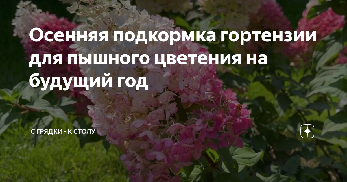 Осенняя подкормка гортензии для пышного цветения на будущий год | С ...