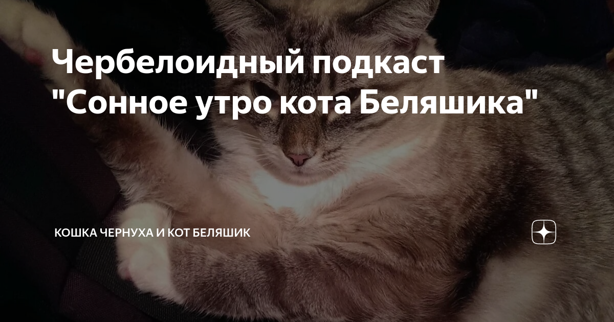 дзен коты беляшик и чернуха